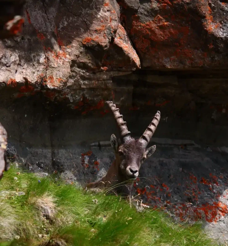 Lumières rasantes de fin d'après-midi sculptant les reliefs avec des bouquetins alpins dans les Dolomites