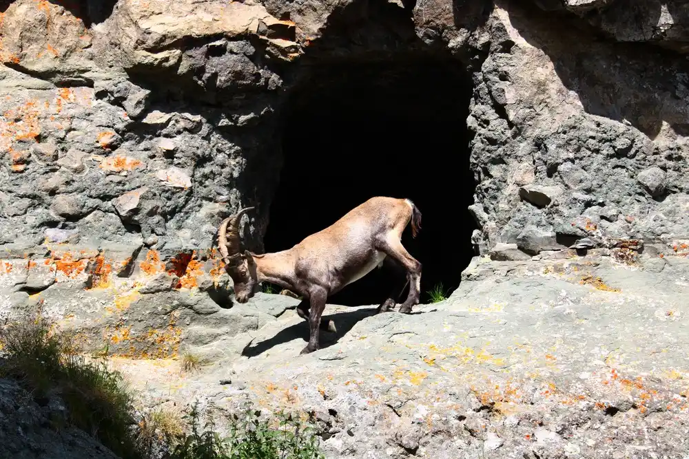 Chamois en équilibre aligné avec une cavité rocheuse dans les Dolomites
