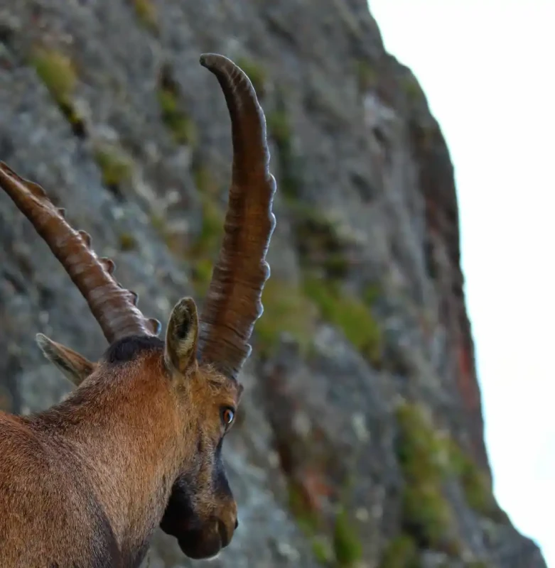 Contact visuel furtif et complice avec la faune alpine sauvage