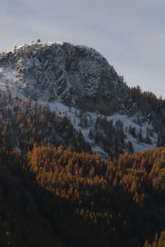 Mélange d'arbres dorés et roches enneigées.