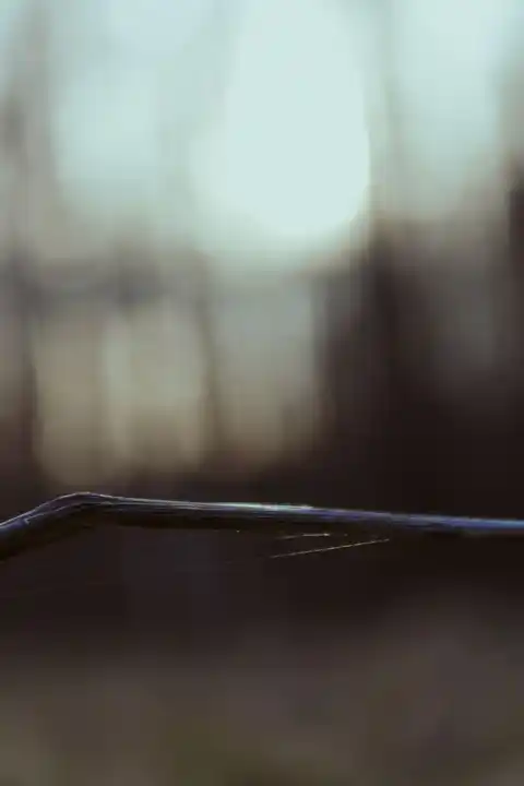 Branche minimaliste dans un sous-bois d'hiver.